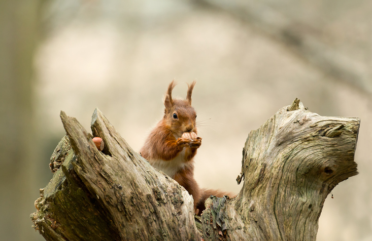 Brownsea Island