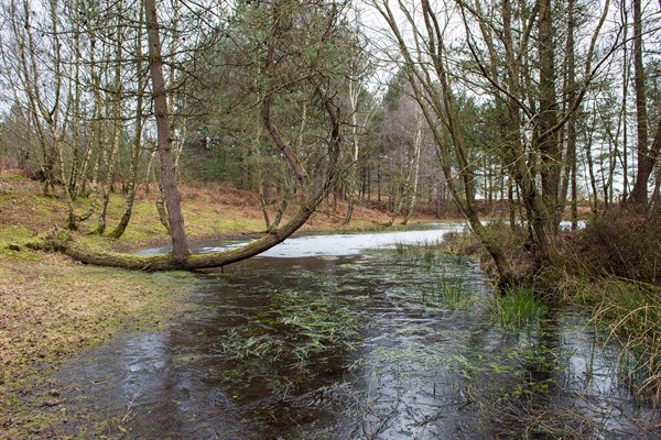 New Forest