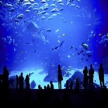 Sea Life Centre