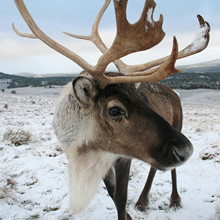 Cairngorm Reindeer Centre