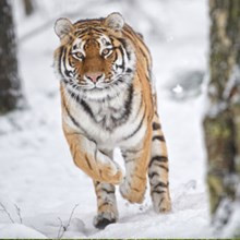 Highland Wildlife Park