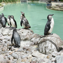 Drusillas Park Zoo