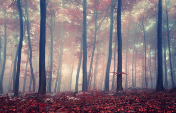 Take Your Kids To Meet Their Favourite Woodland Character