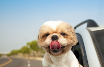 Doggy Days Out in the UK