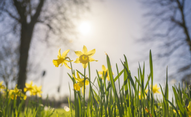 Spring-Grass